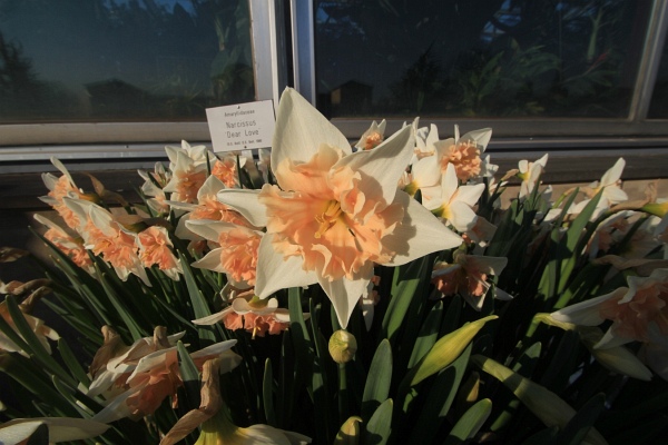Fruehling   028.jpg